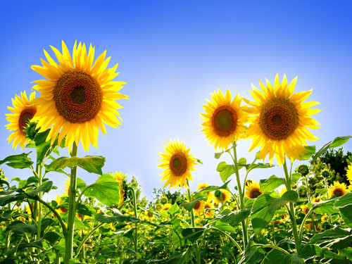 霸气的街头篮球好名字大全 -好名字网