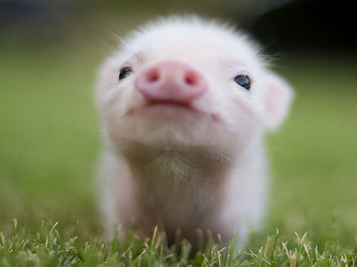 一个人拿弓对着猪猜什么成语_猪的成语(3)