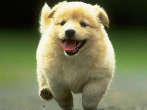 生肖狗:2030年属狗人的运势